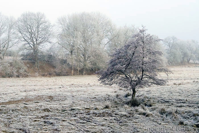solitude du pommier.jpg
